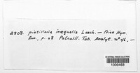 Pistillaria inaequalis image